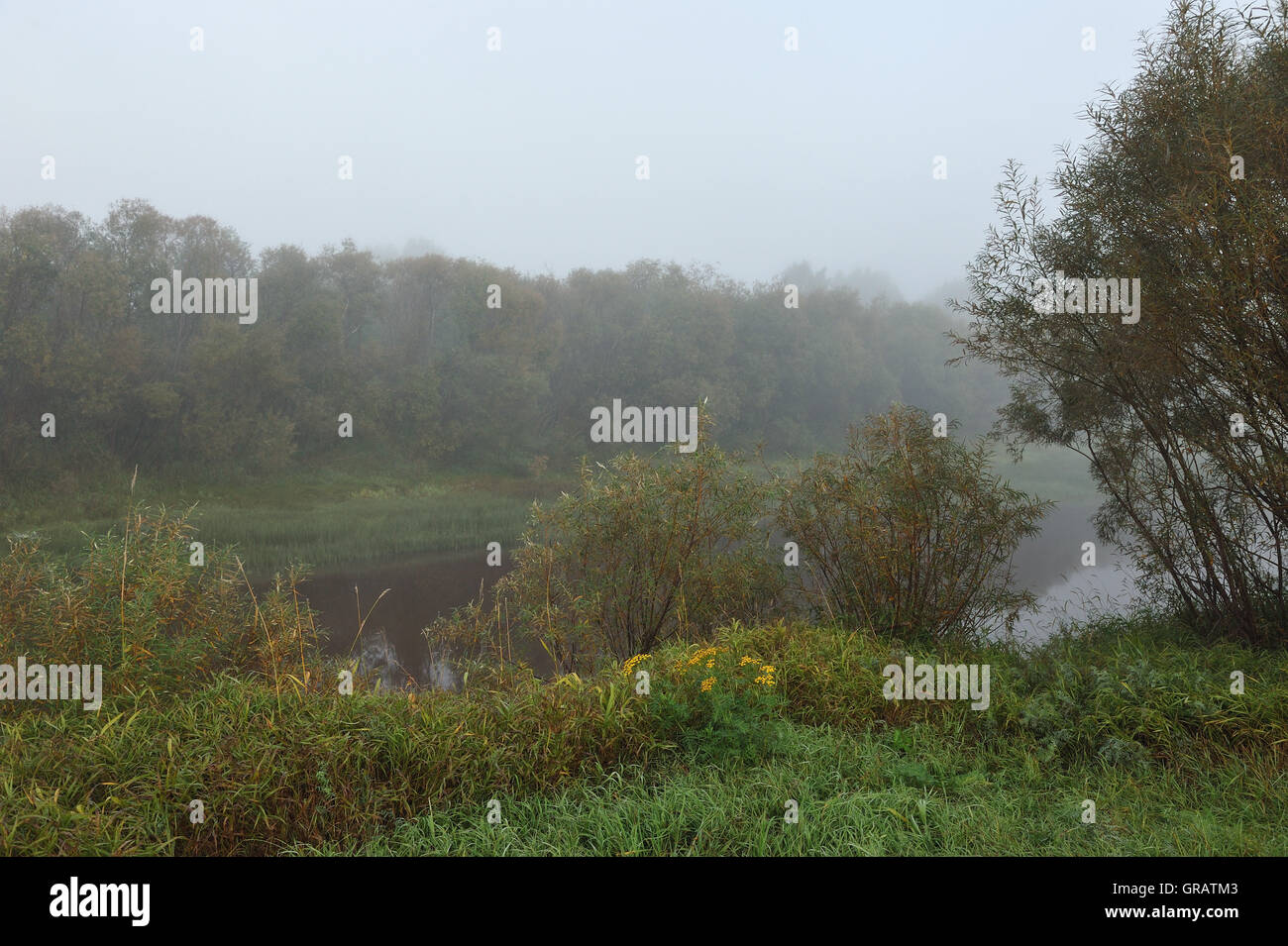 Mist grass hi-res stock photography and images - Alamy