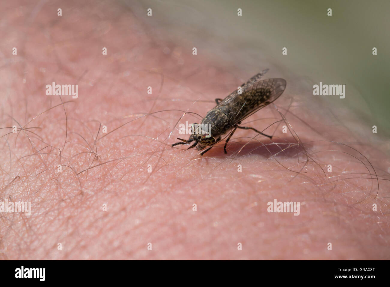 Warble fly hires stock photography and images Alamy
