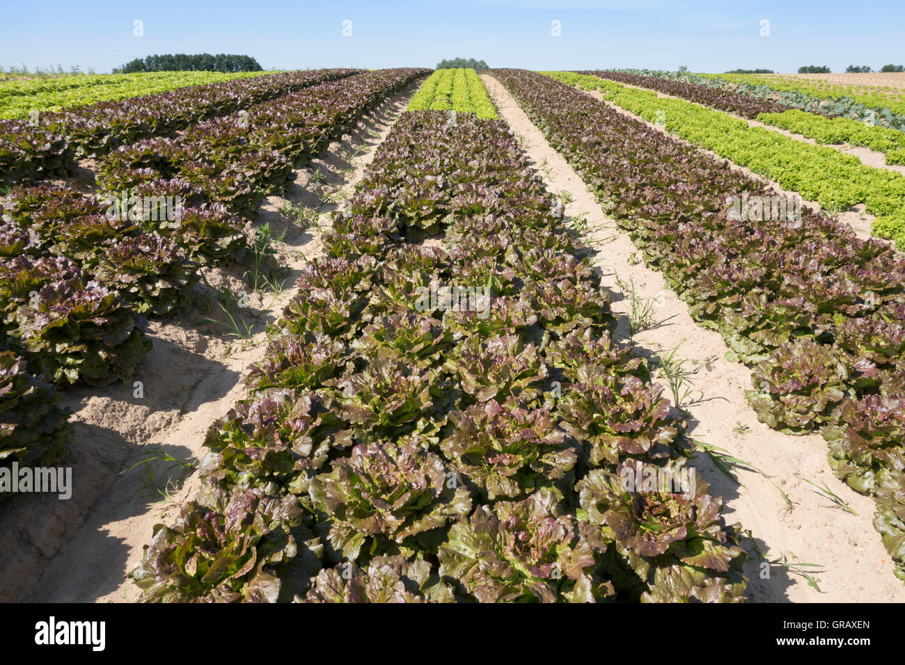 Salad On A Field Stock Photo