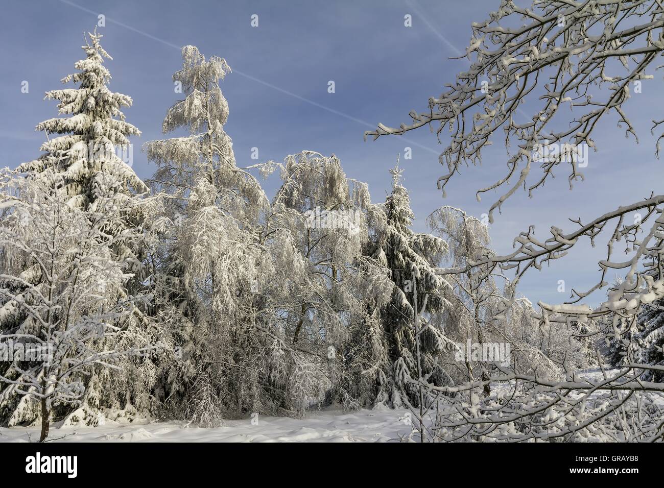 Winter Landscape With Snowy Deciduous Trees And Conifers Stock Photo ...