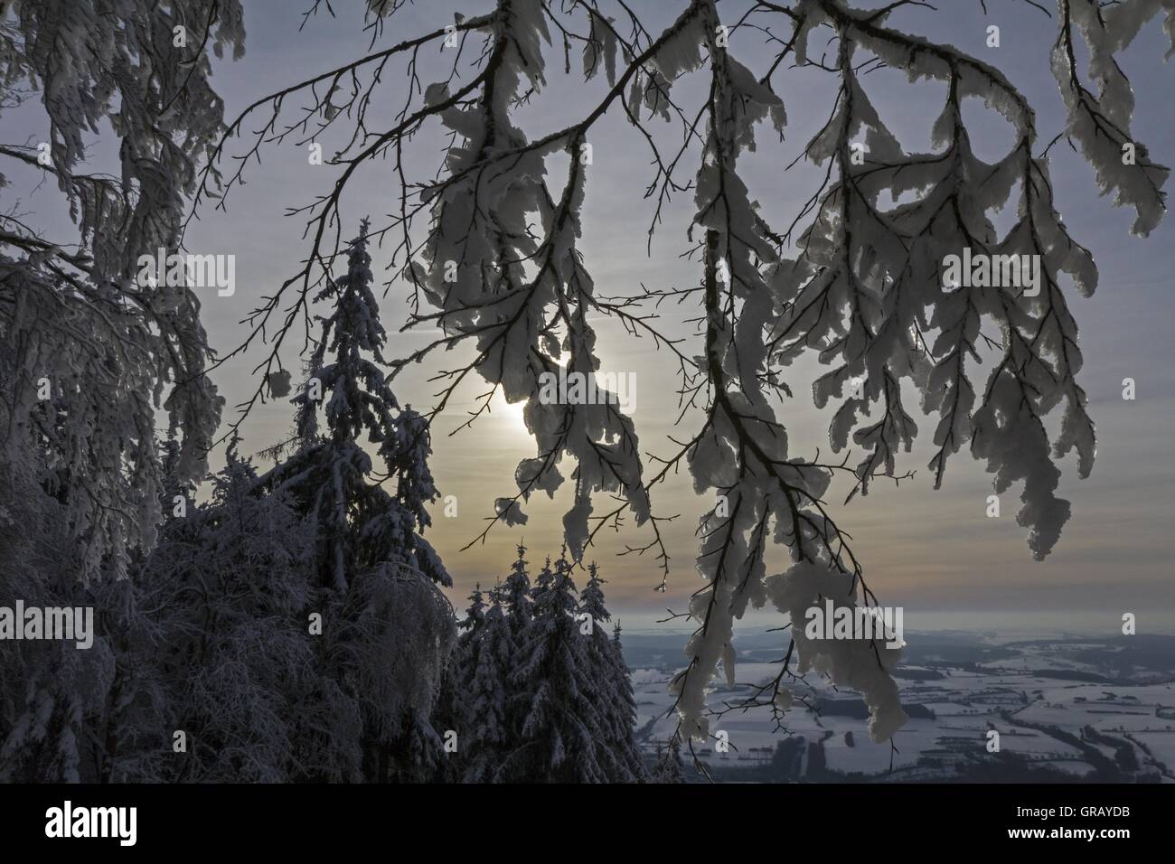 Snow-Covered Branches Against The Light In Front Of Winter Landscape Stock Photo