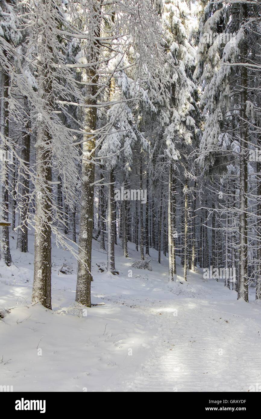 Spruce Forest In Winter Stock Photo - Alamy