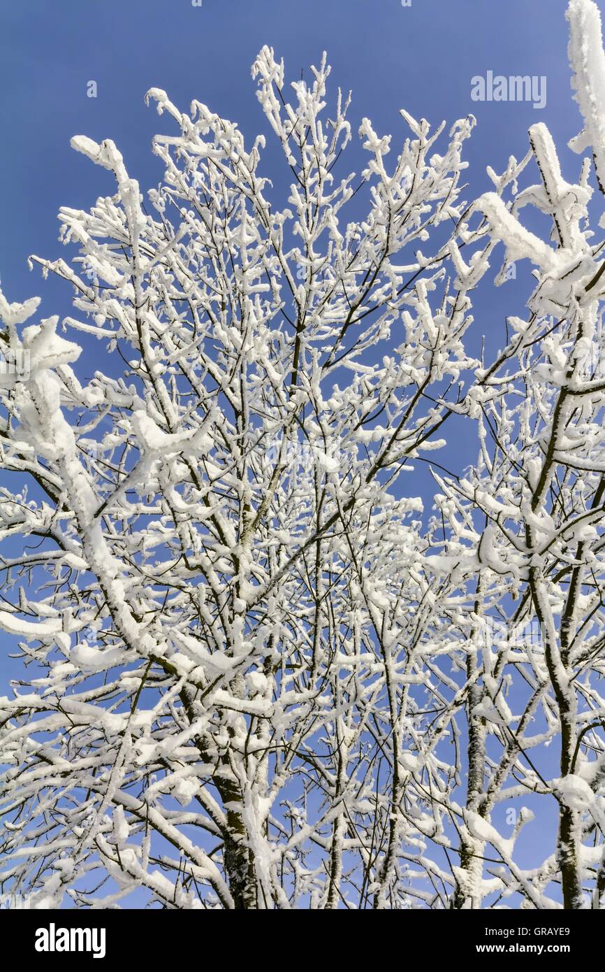 Snow-Covered Deciduous Tree Branches Against A Blue Sky Stock Photo