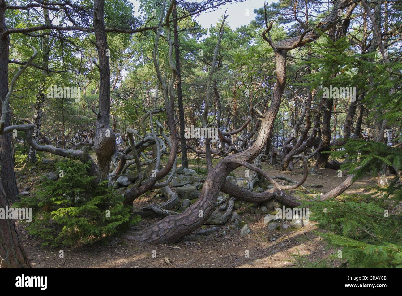 Bizarre Trees In Trollwald The Nature Reserve At Böda On Öland Island, Sweden Stock Photo