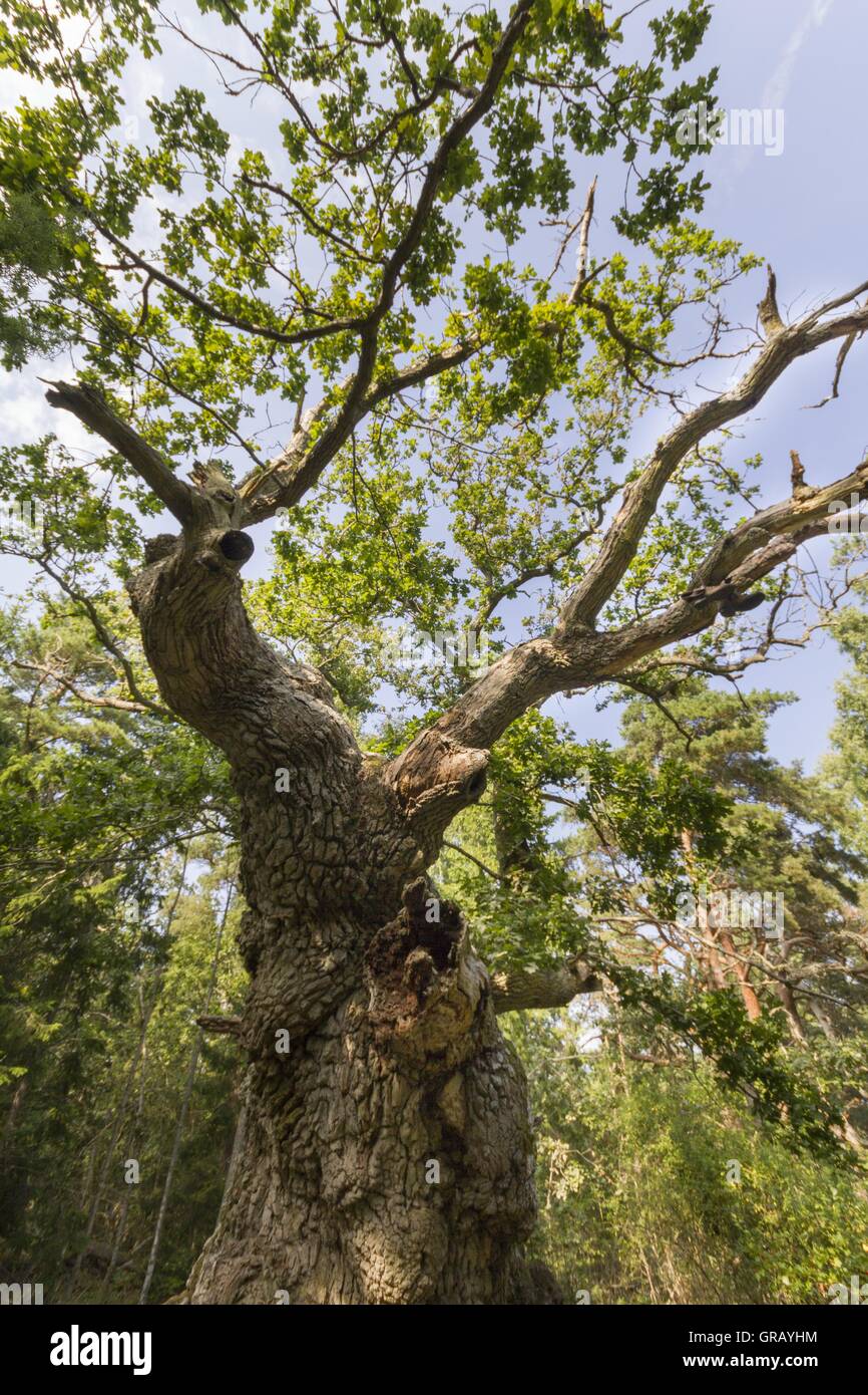 The 1,000-Year Troll Oak On The Island Of Oland, Sweden, In The Nature Reserve In Böda Stock Photo