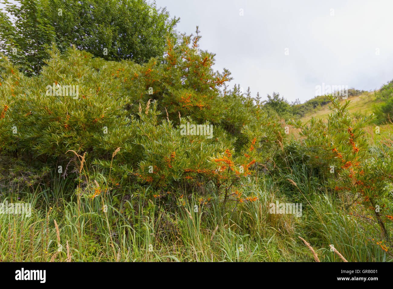 Seabuckthorn With Fruits In The Dunes Of Hiddensee Stock Photo
