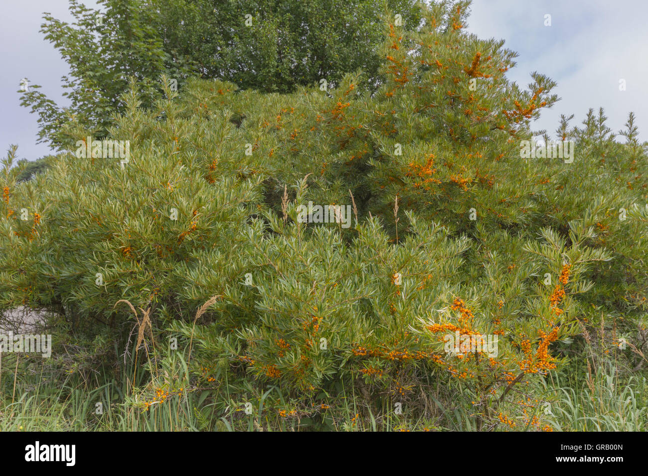 Buckthorn Shrub With Oval, Orange-Red To Yellowish Fruits In The Dunes Of Hiddensee Stock Photo