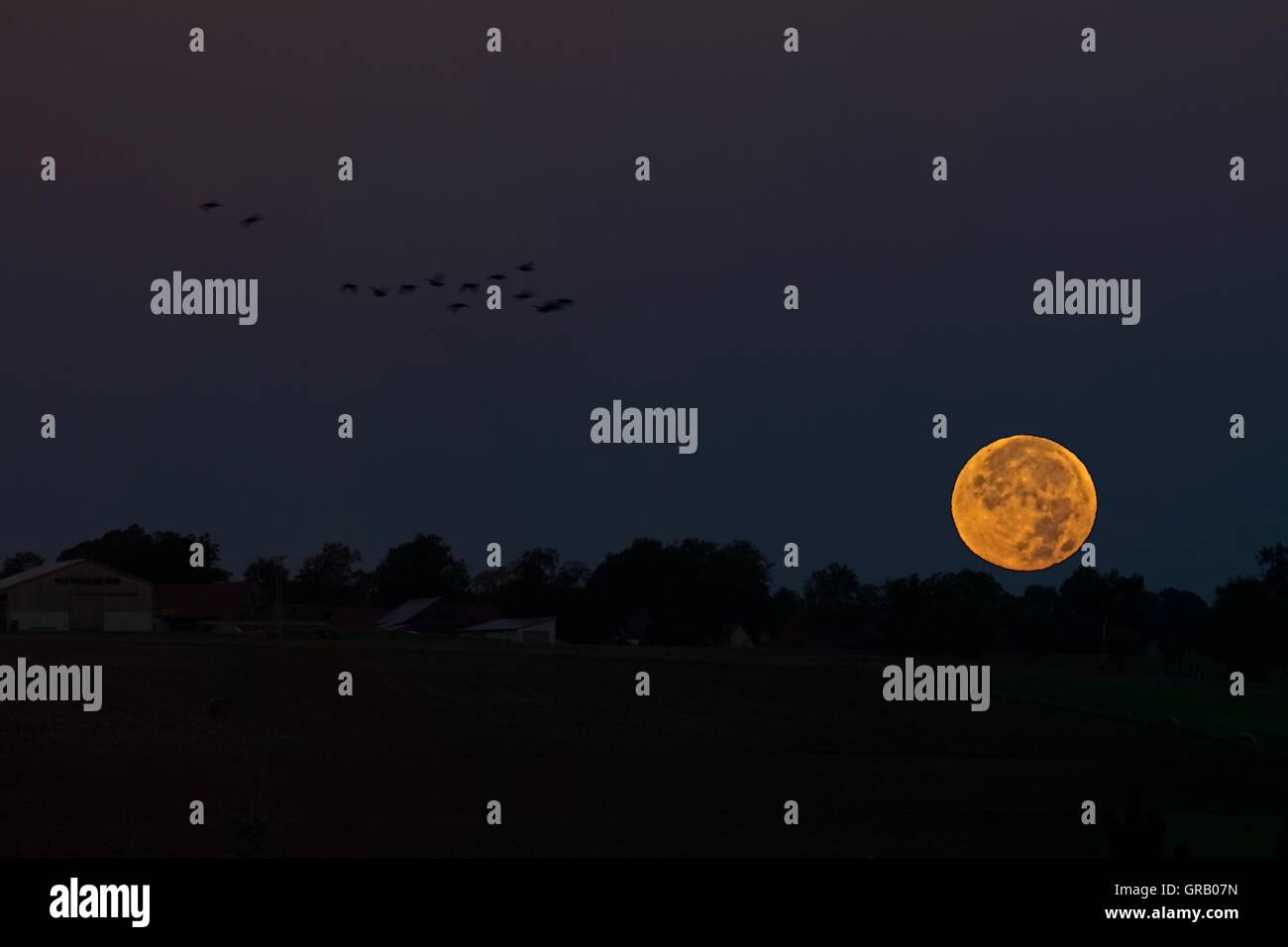 Moonset On 09 28 2015, Super Moon, With Flock Of Birds In The Early Morning Stock Photo