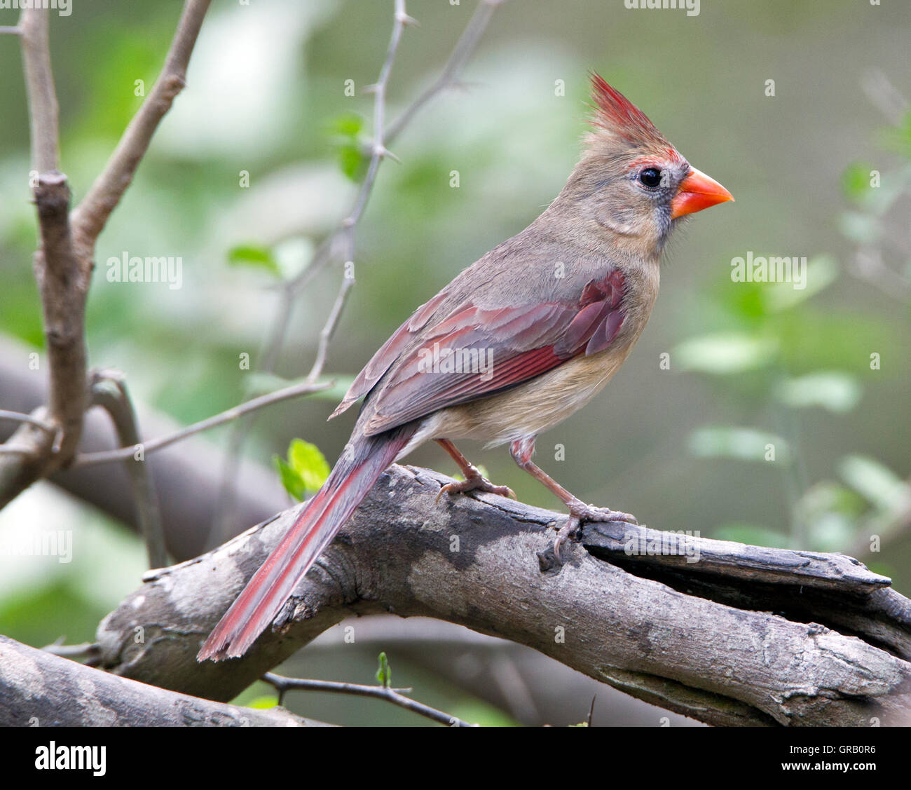 Northern Cardinal (Cardinalis cardinalis) female on a branch in Texas, USA Stock Photo
