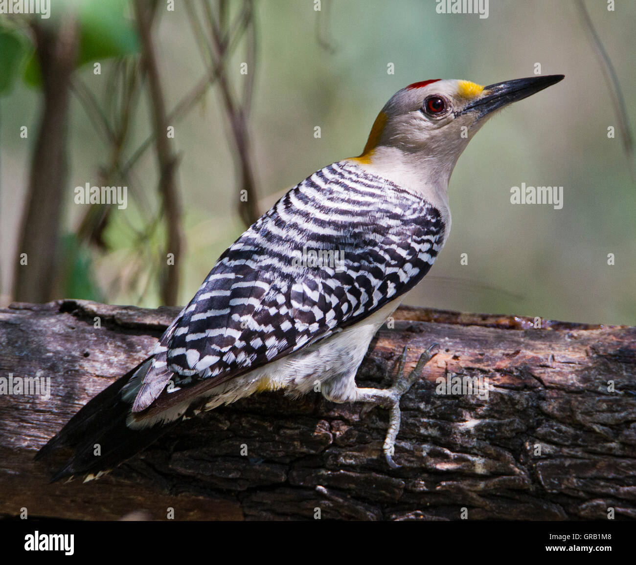 Golden-fronted Woodpecker (Melanerpes aurifrons) on a fallen tree trunk in Weslaco,Texas Stock Photo