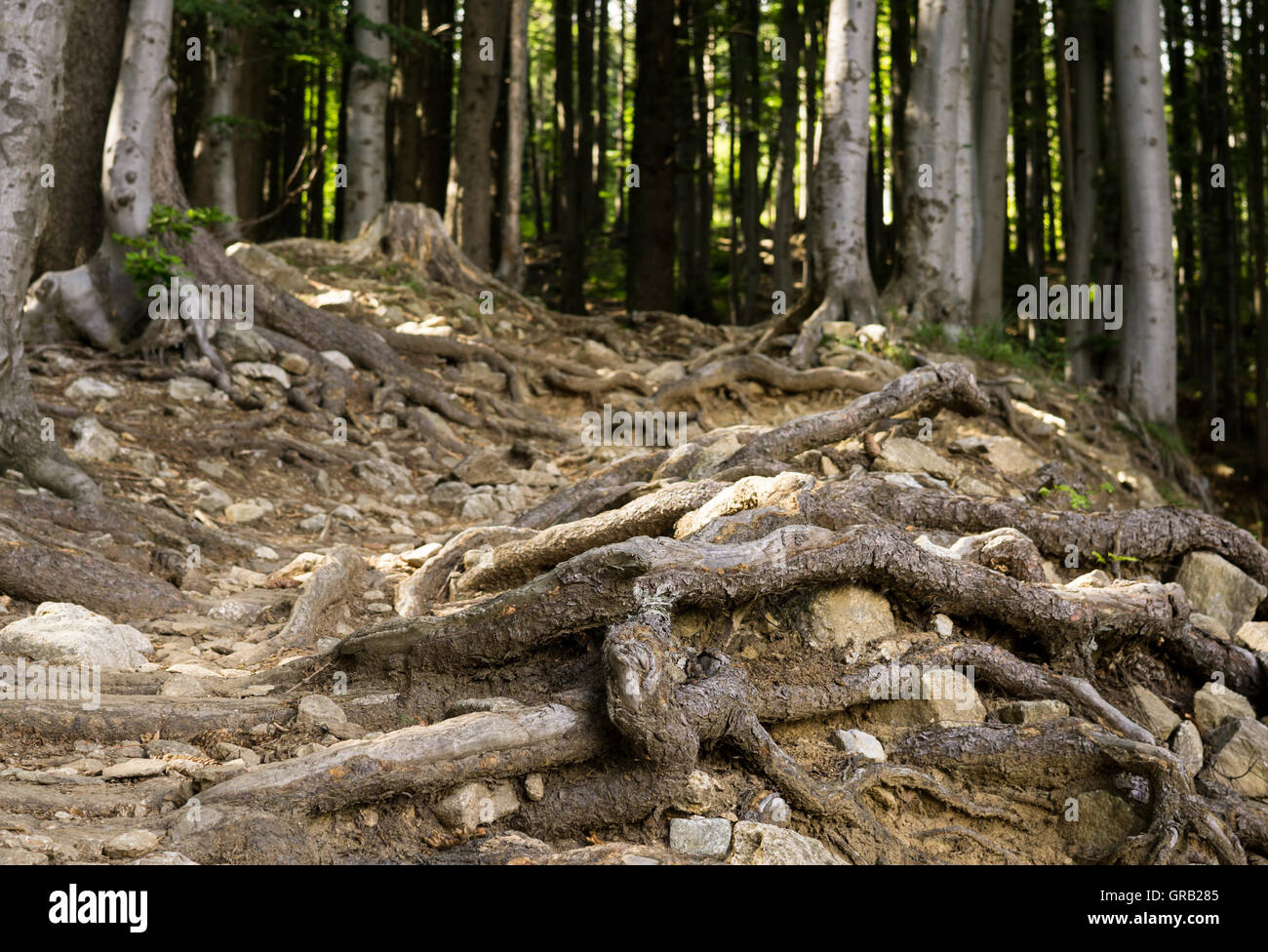 Roots of the trees in the forest Stock Photo - Alamy