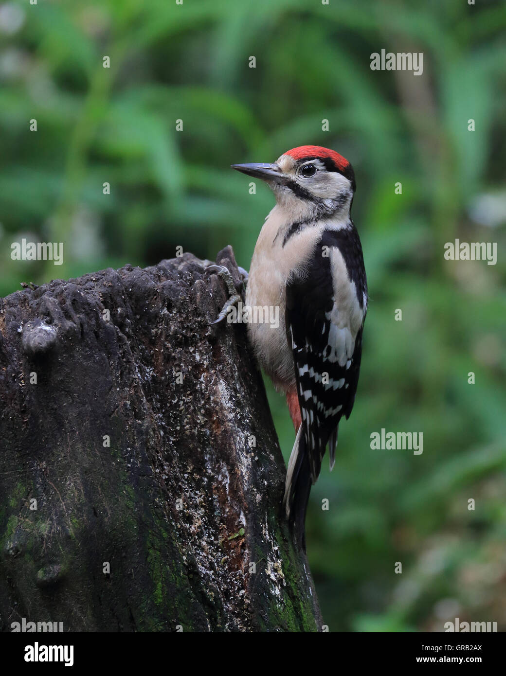 A juvenile Great Spotted Woodpecker, also known as Greater Spotted