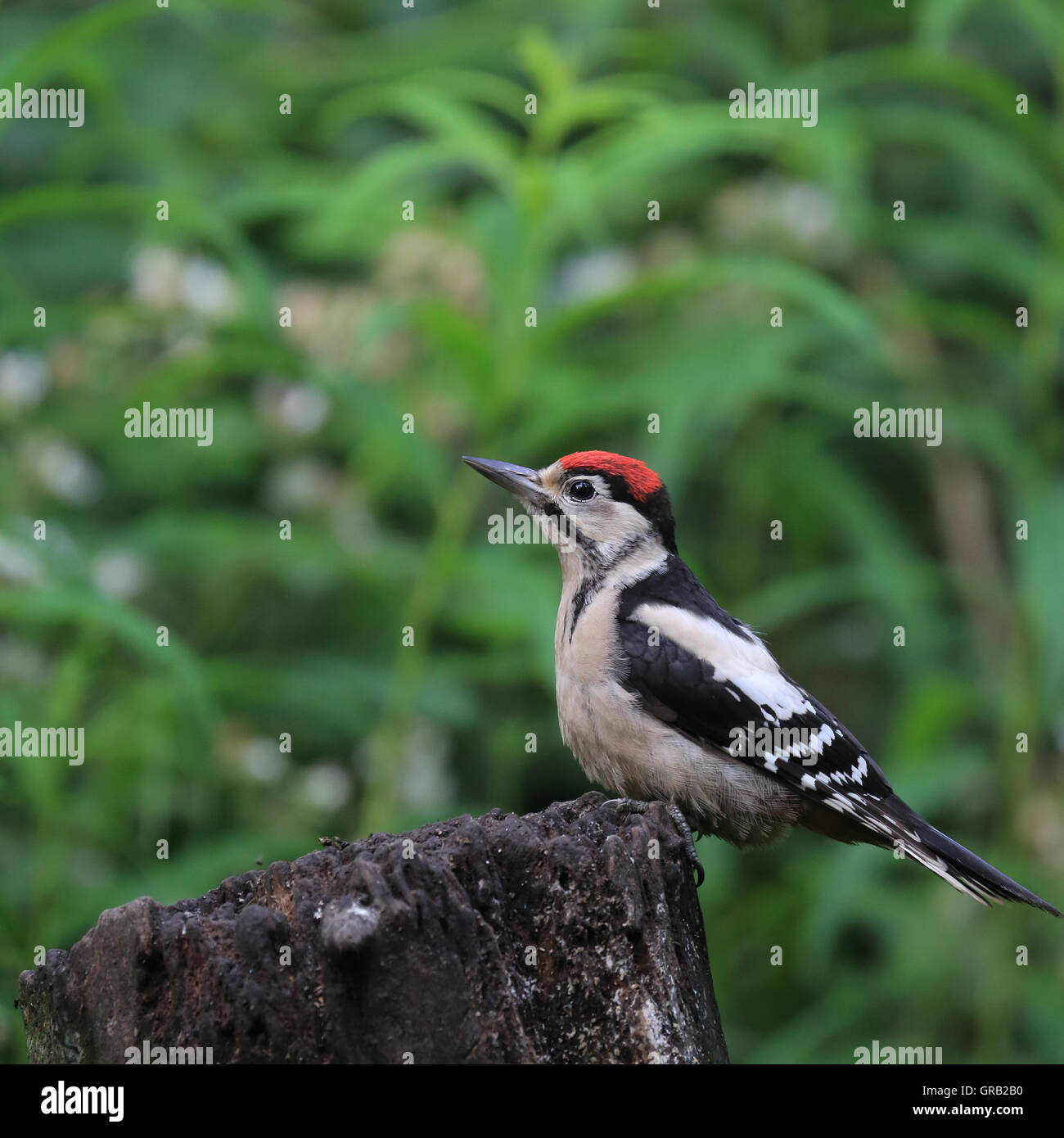 A juvenile Great Spotted Woodpecker, also known as Greater Spotted
