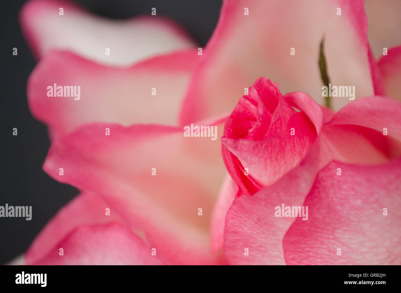 Rose opens up Stock Photo Alamy