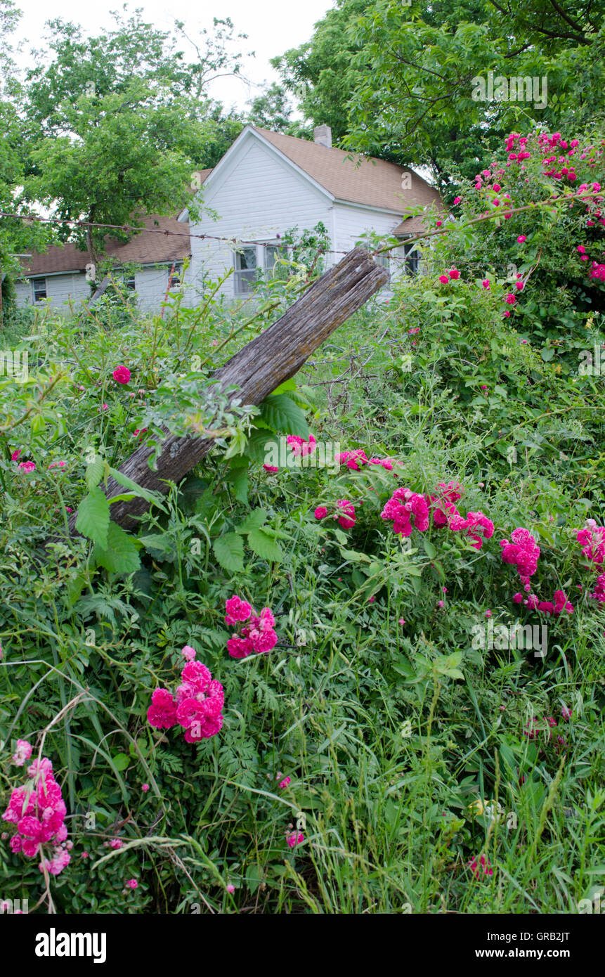Wild roses over grow fence Stock Photo Alamy
