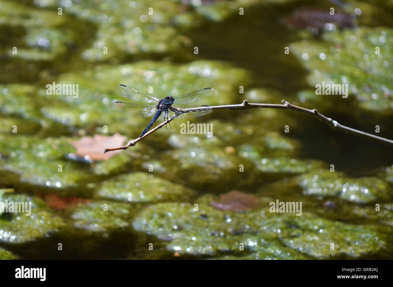 Dragonfly perches on limb over mossy lake Stock Photo - Alamy