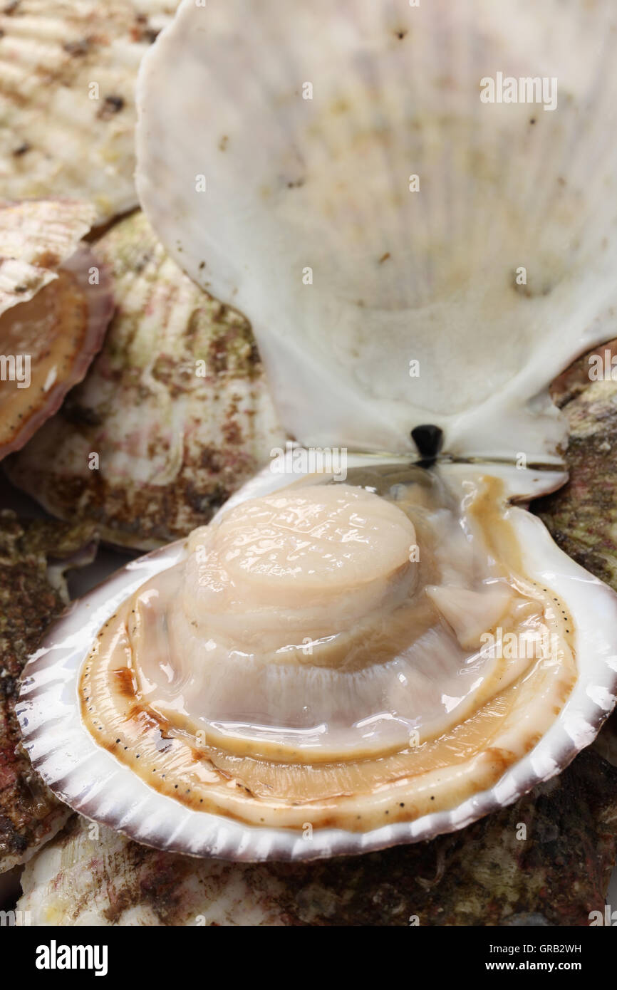 raw scallops, opened shell, close up Stock Photo