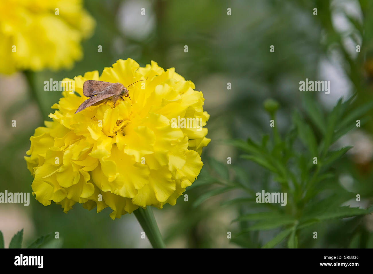 Garofano Dindia Tagetes Patula High Resolution Stock Photography And Images Alamy