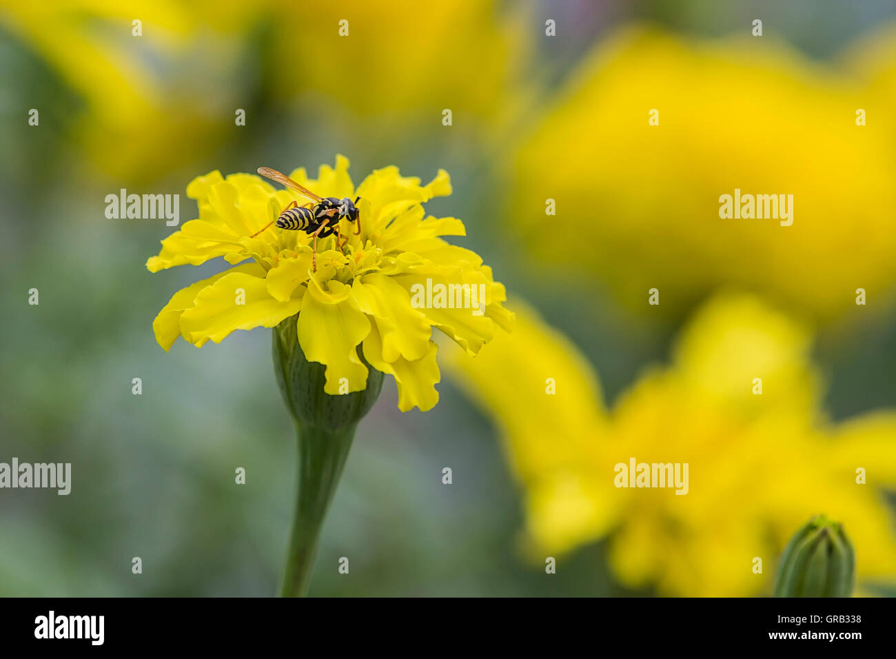 Wasp on a yellow flower Garofano d'India (Tagetes patula) Stock Photo
