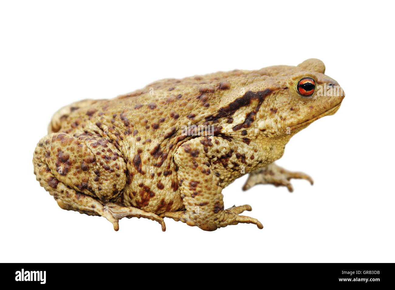 brown common toad isolated over white background, full length ( Bufo bufo ) Stock Photo