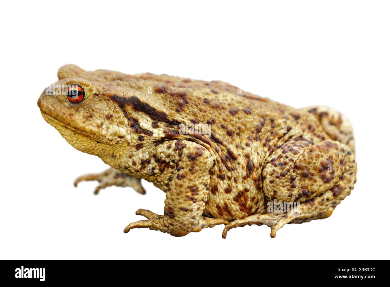 brown common toad isolated over white background, full length ( Bufo ) Stock Photo