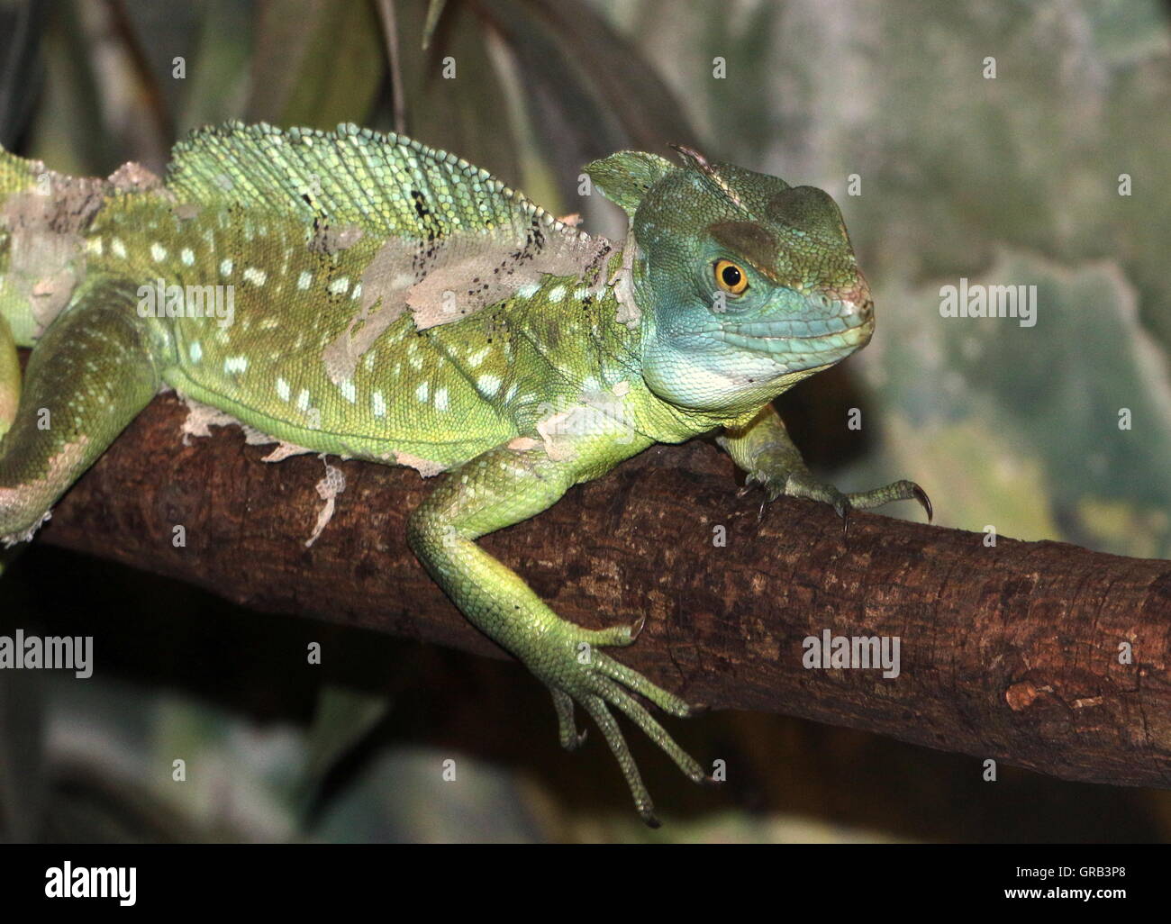 Male Central American Green or Plumed basilisk (Basiliscus plumifrons), a.k.a. double crested basilisk. Stock Photo
