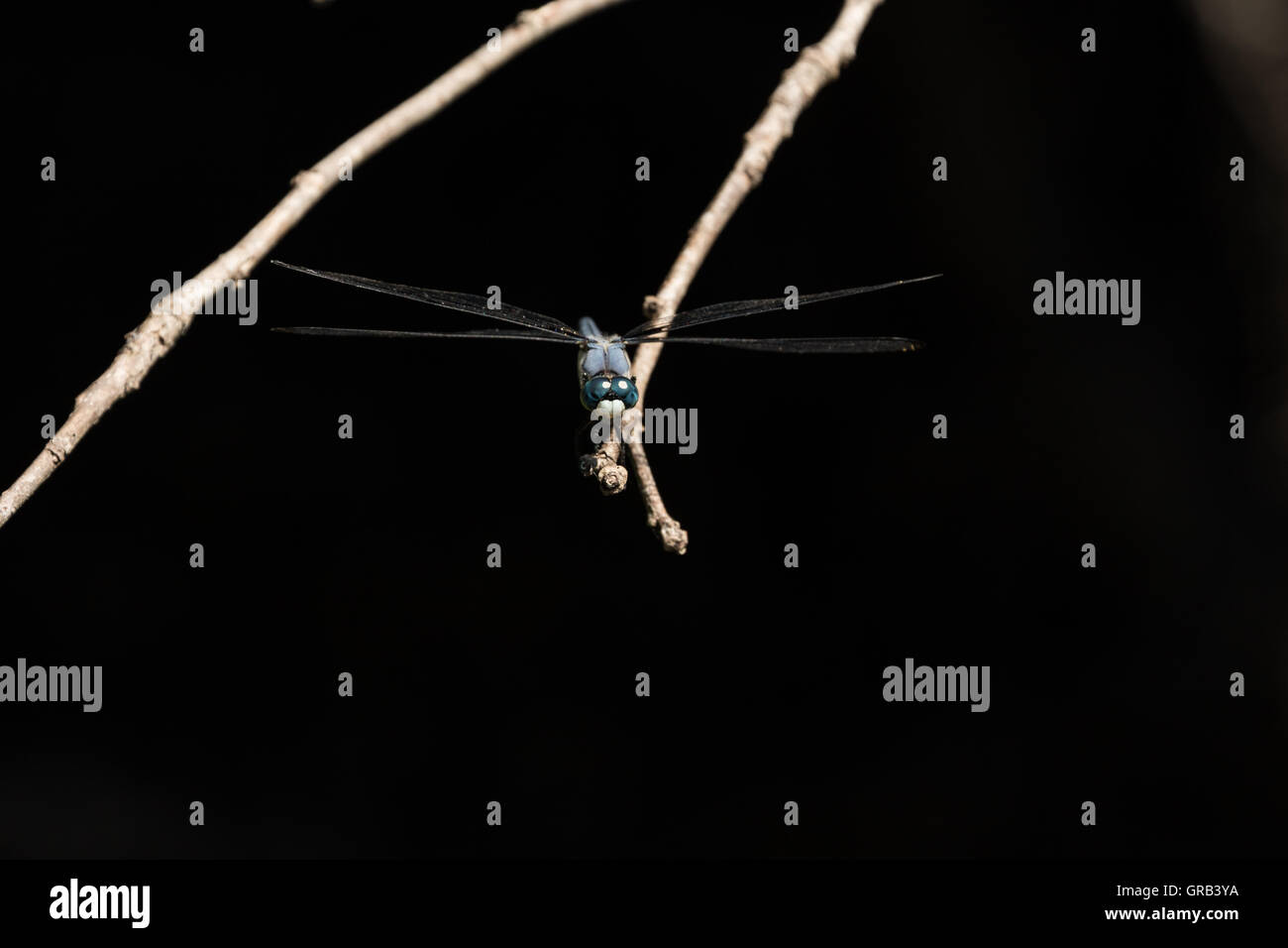 Dragonfly on a branch Stock Photo - Alamy