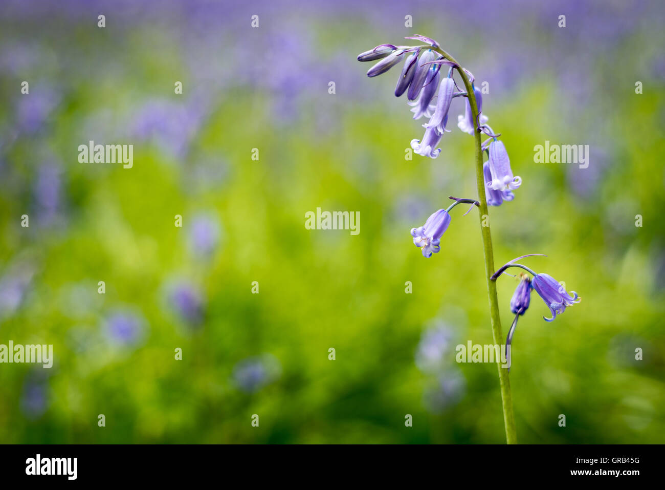Close-up of a single bluebell flower or Scilla non-scripta on defocused meadow background in Killarney National Park, County Kerry, Ireland Stock Photo