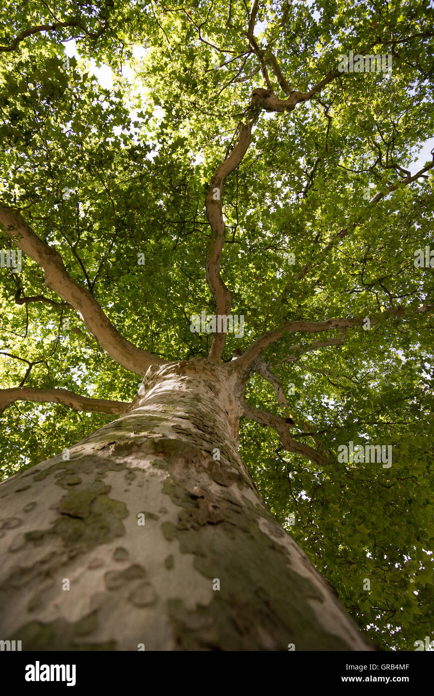 Think tree hires stock photography and images Alamy
