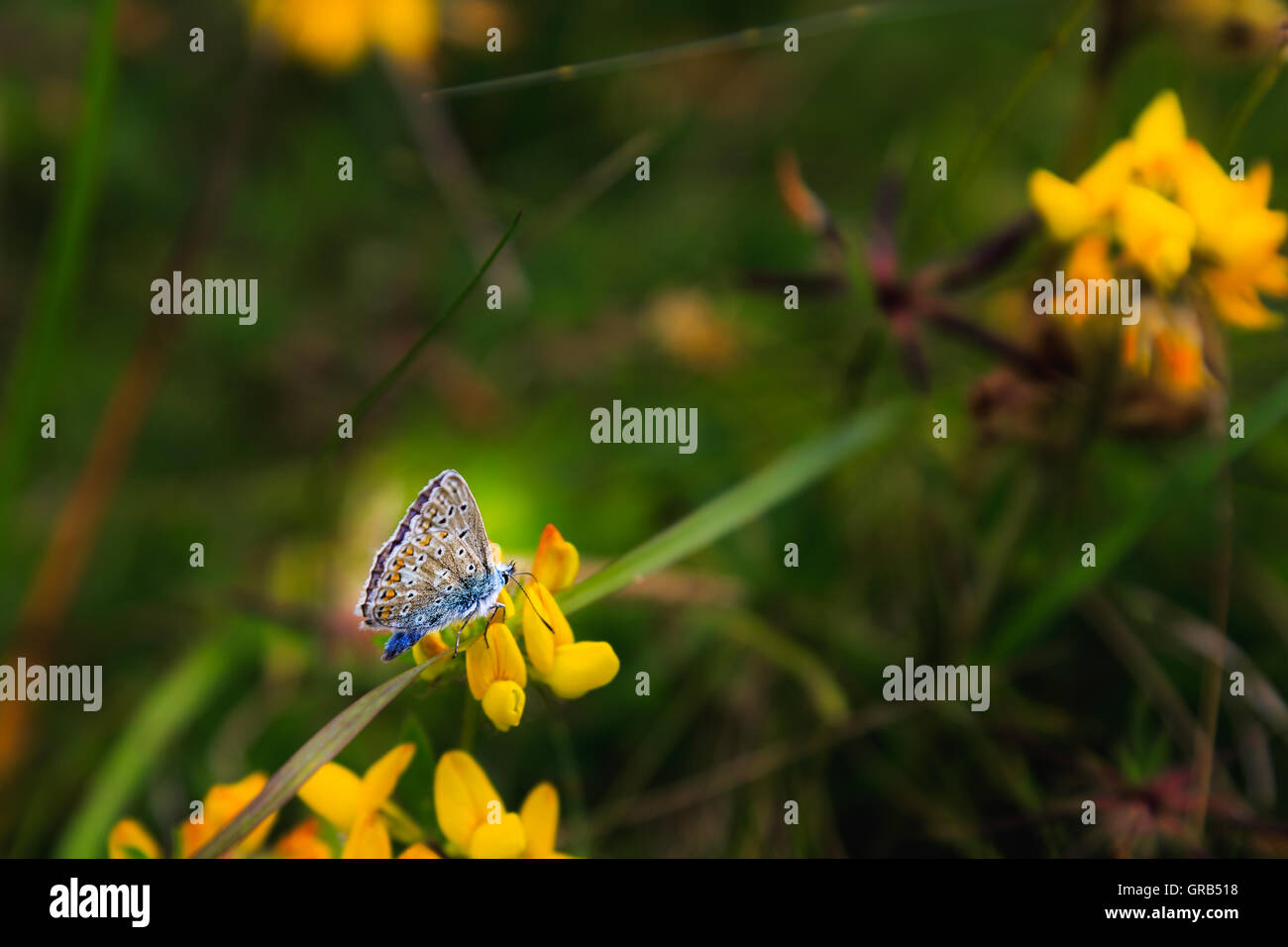 Silver Studded Blue Butterfly on Cornish Coast, England, UK Stock Photo