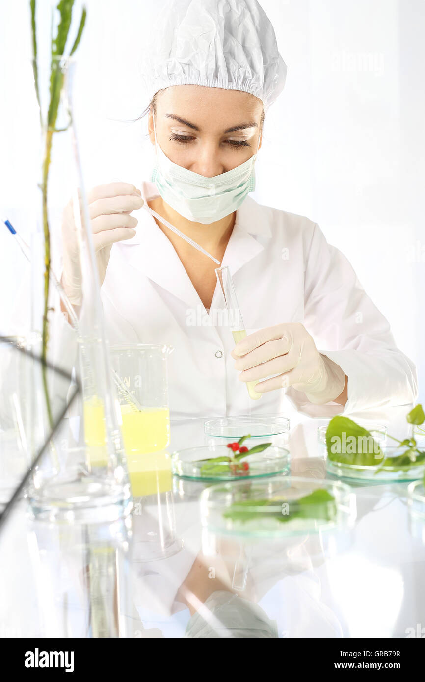 engineering in plant breeding Stock Photo Alamy