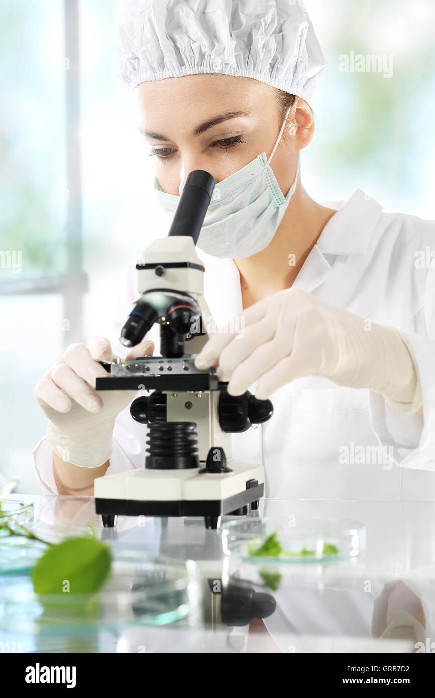 Laboratory testing plant samples Stock Photo Alamy