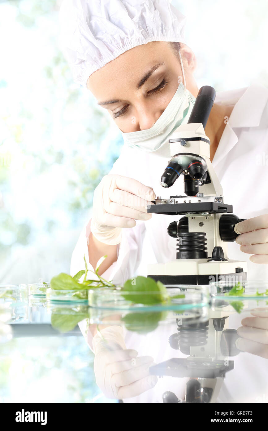 Biotechnologist examine samples of plant under microscope Stock Photo