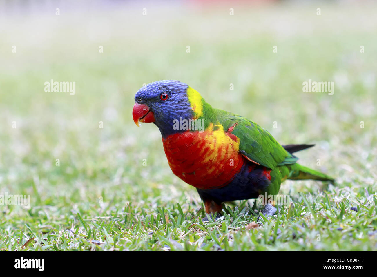 Rainbow Lorikeet Rainbow Lorikeet - Australian bird BIRDS in BACKYARDS Stock Photo