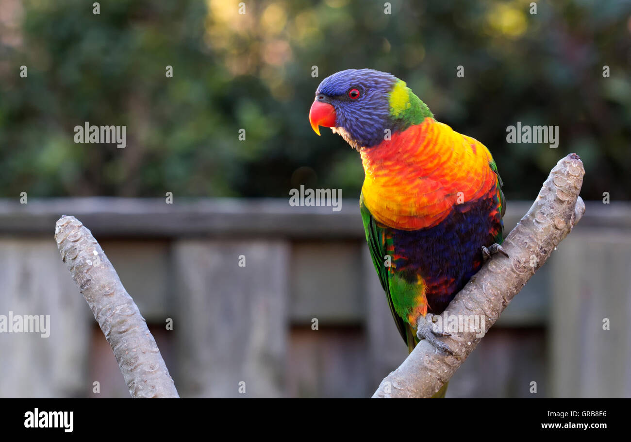Rainbow Lorikeet Rainbow Lorikeet - Australian bird BIRDS in BACKYARDS Stock Photo