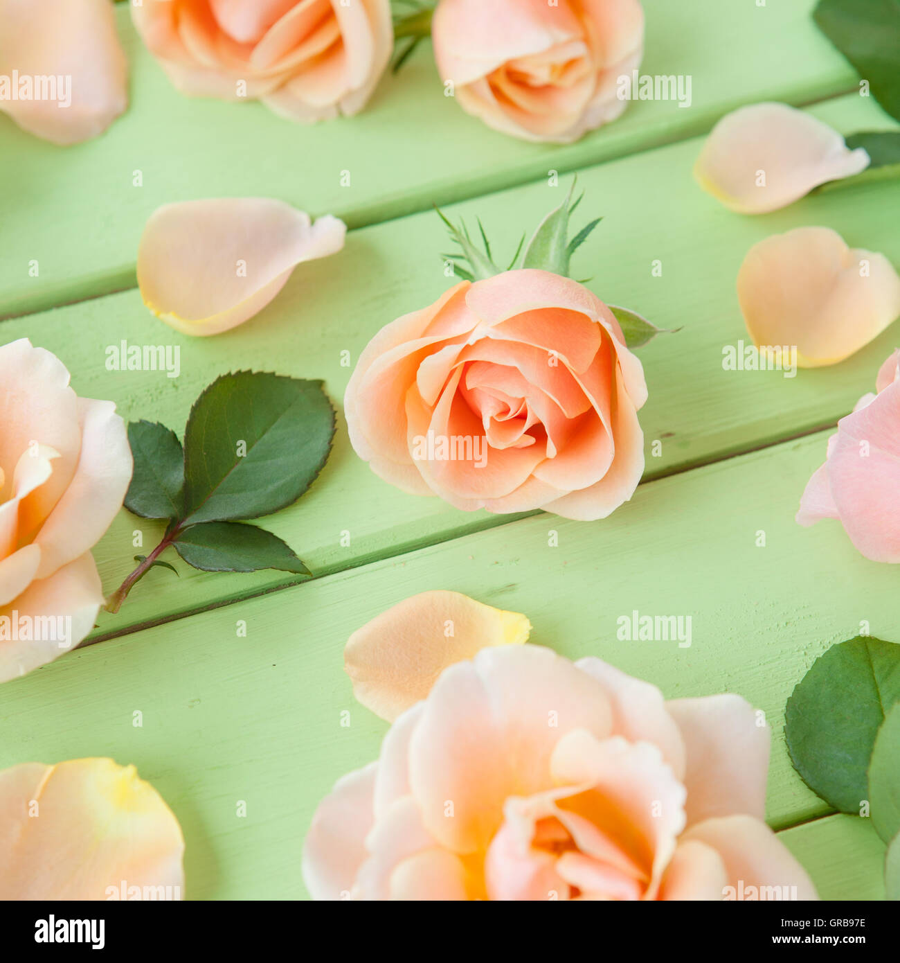 Peach Colored Roses Stock Photo Alamy
