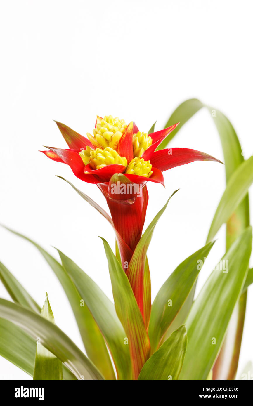 Bromeliad plant in flowerpot Stock Photo - Alamy