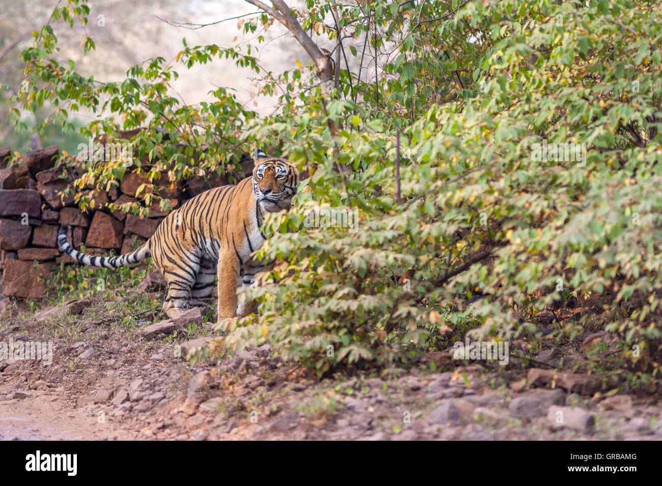 Bengal Tigress Machali Staring Beside The Trees At Ranthambhore Forest 