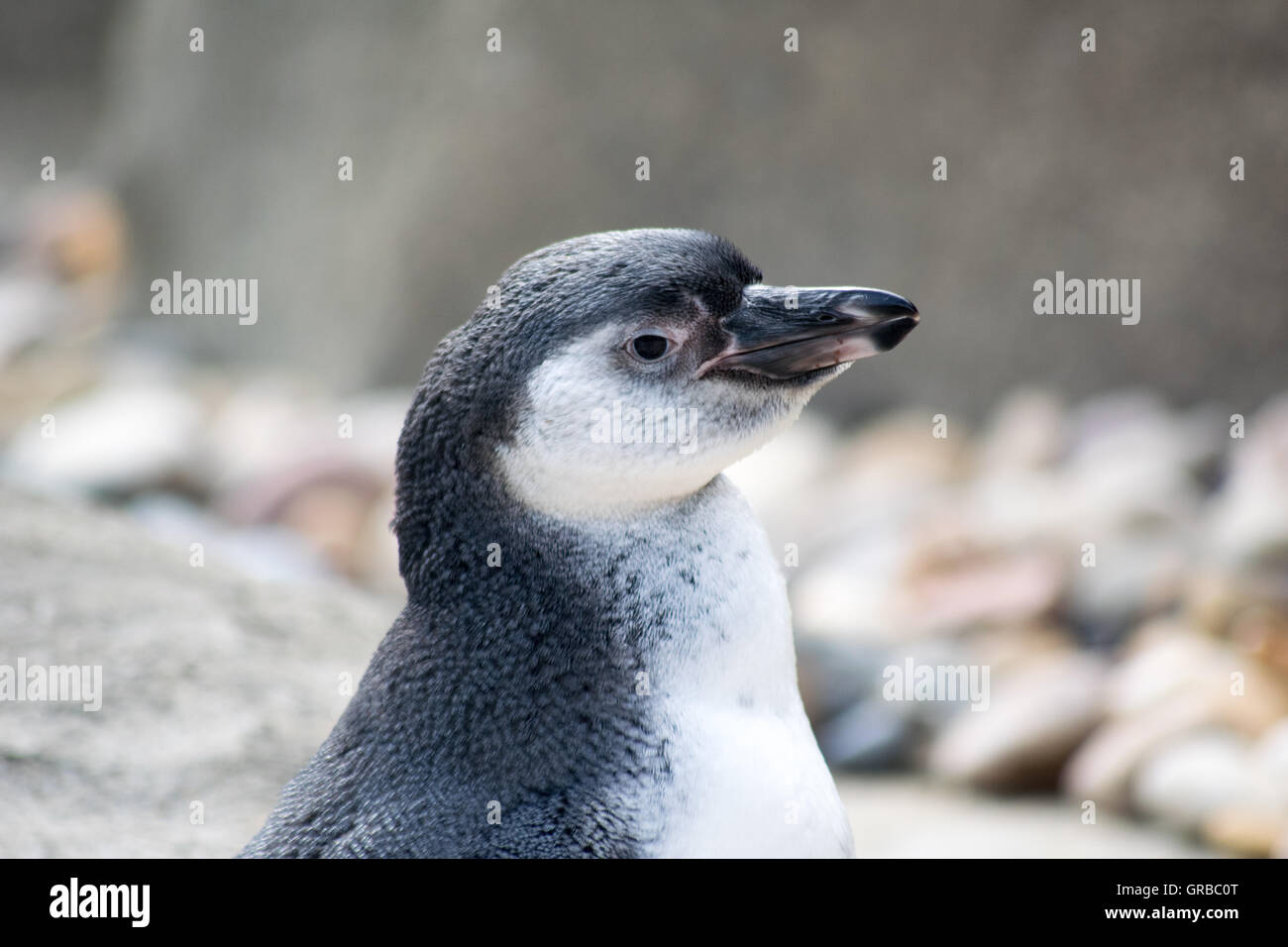 Close up of a young Humboldt Penguin, native to Peru and Chile's Pacific coast, at Calgary Zoo, Alberta, Canada Stock Photo