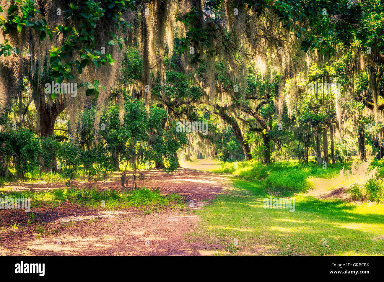 Live oak trees hi-res stock photography and images - Alamy