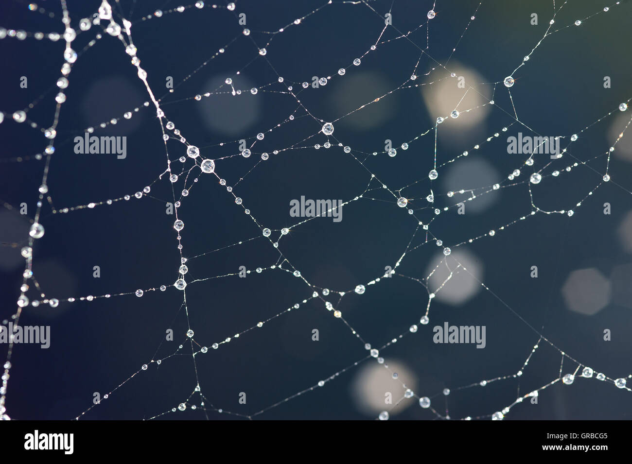 Spider web in garden Stock Photo - Alamy