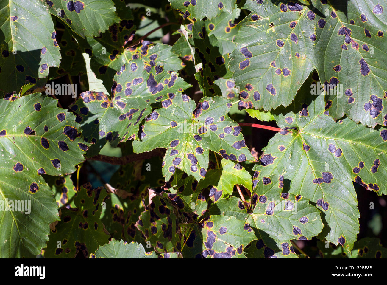 Tar Spot Disease on Maple Leaf Stock Photo