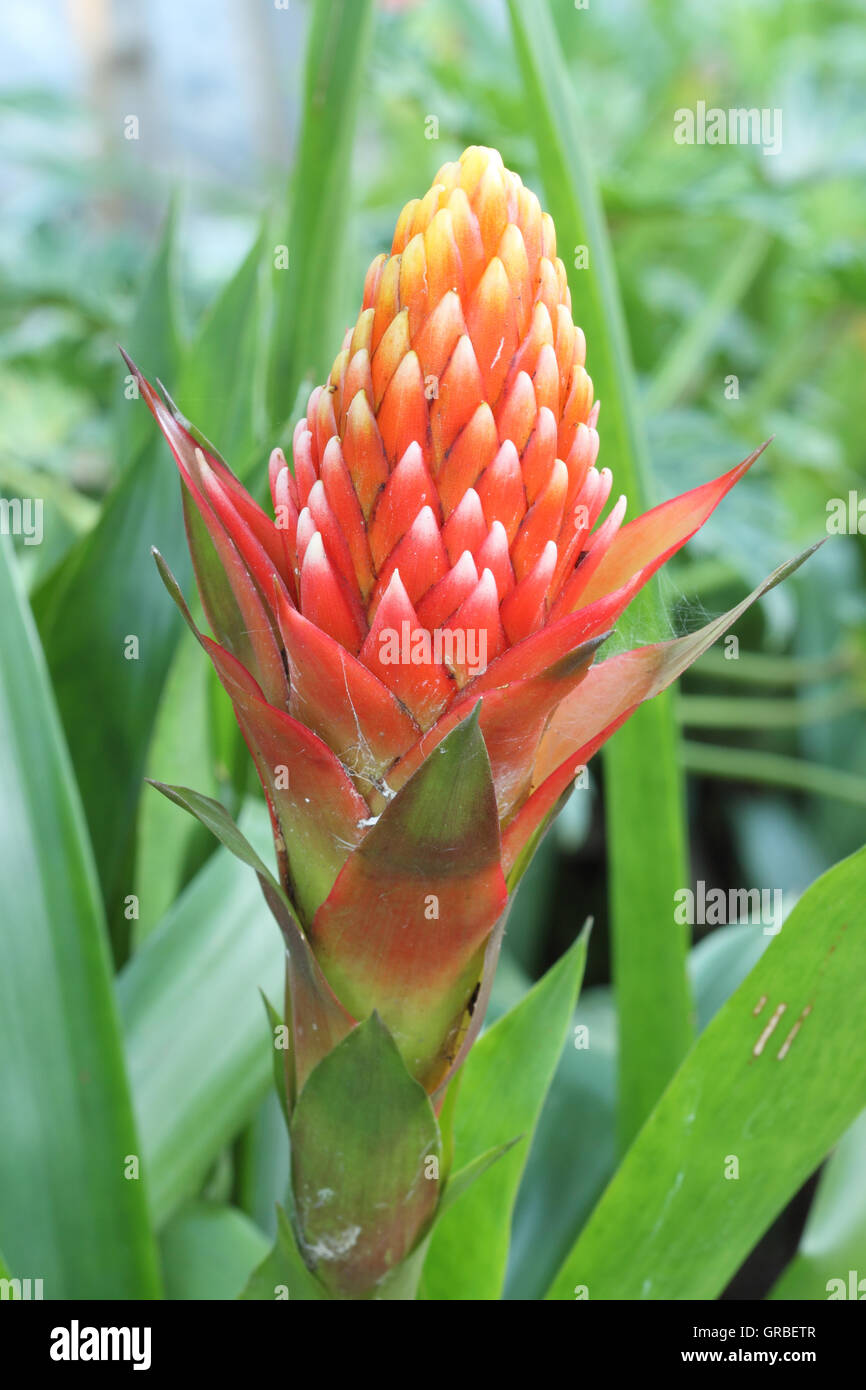 red pineapple flower, red bromeliad or billbergia pyramidalis Stock Photo
