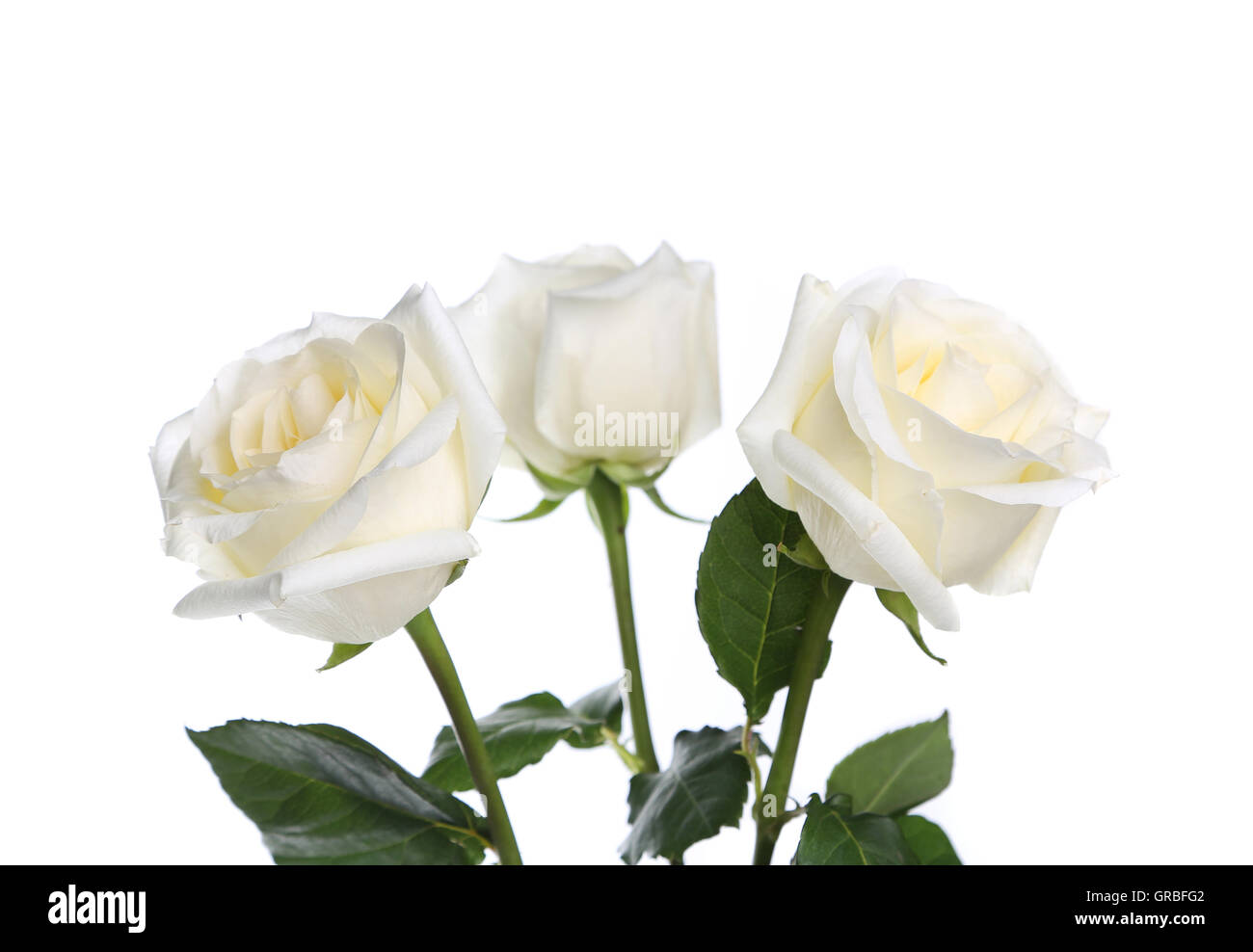 Three dozen roses hi-res stock photography and images - Alamy