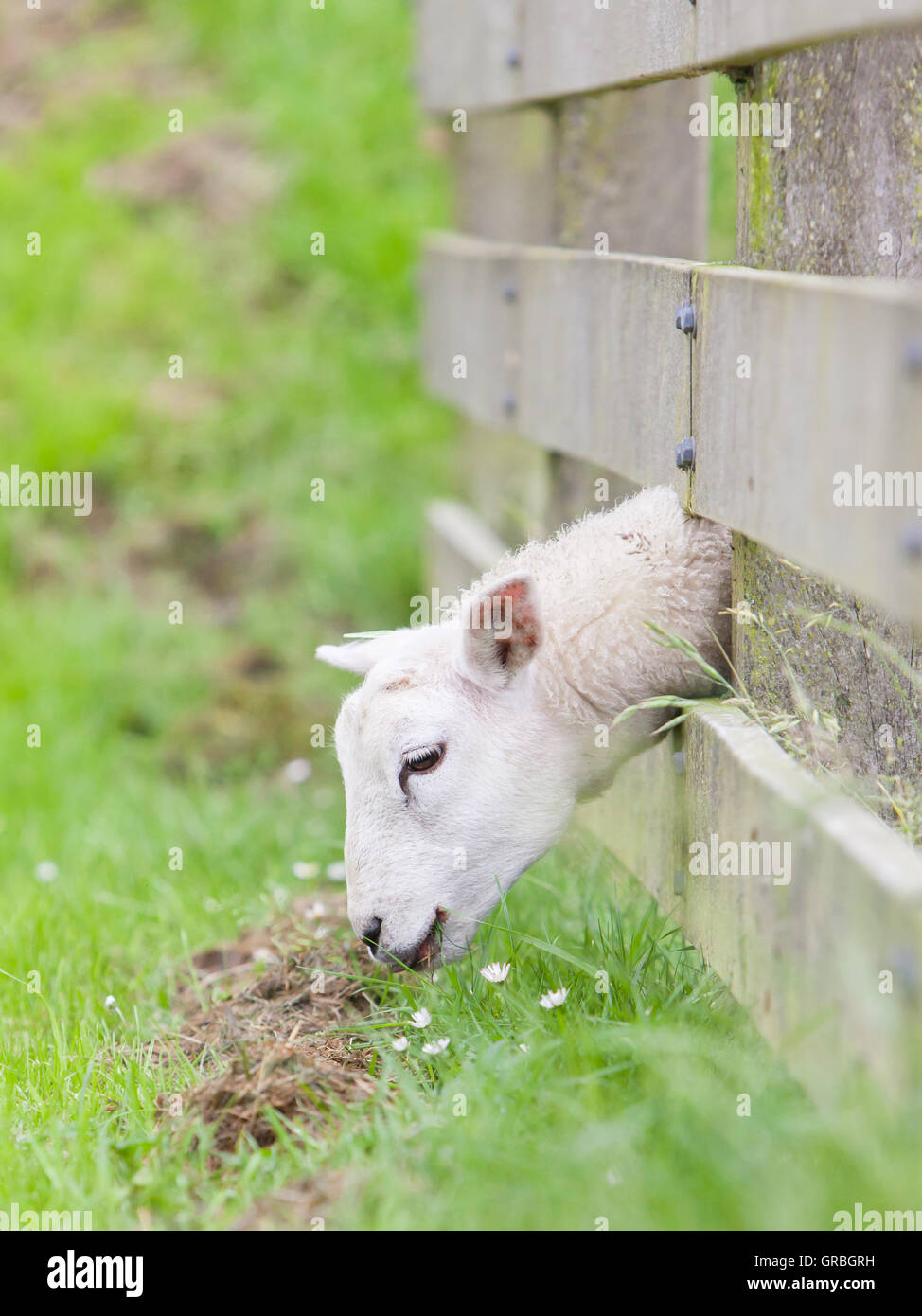 Electric fence sheep hi-res stock photography and images - Page 2 - Alamy