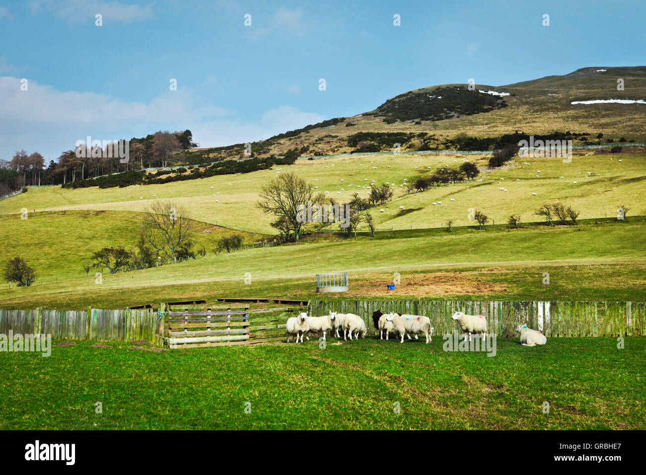 Sheep in meadow Stock Photo - Alamy