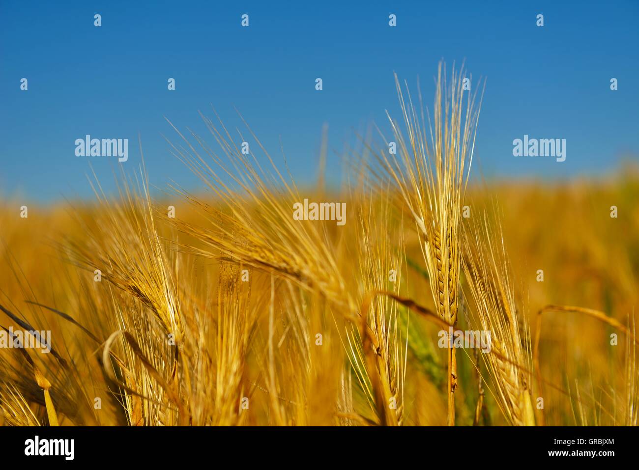 wheat field with blue sky in background Stock Photo - Alamy