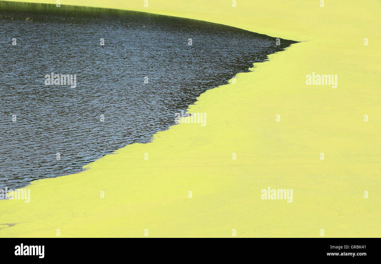 Duckweed Natural Abstract background Stock Photo