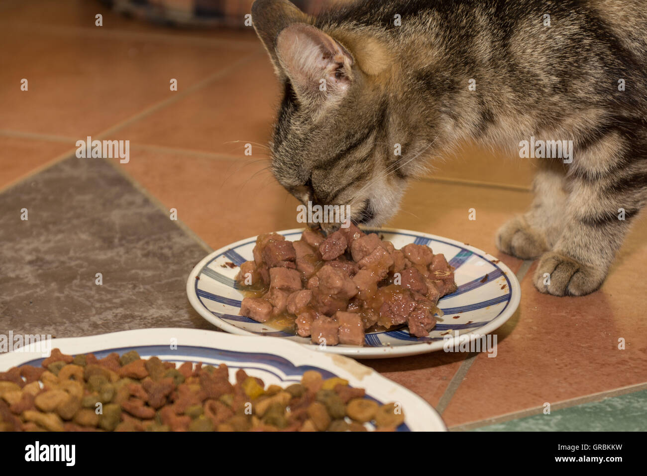 Tabby Cat Eats Wet Food Stock Photo Alamy