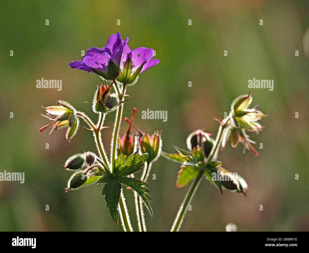 Meadow Cranesbill (Geranium Pratense) with purple blue flowers leaves buds and seedheads  backlit against suffused background Stock Photo